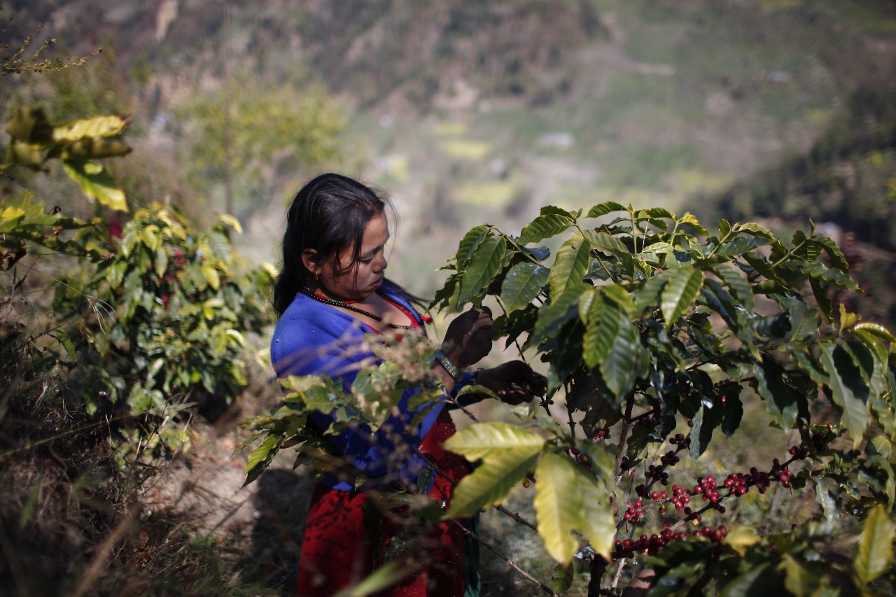A farmer handpicking ripe red coffee cherries from a shade-grown Arabica plant in the Himalayan foothills