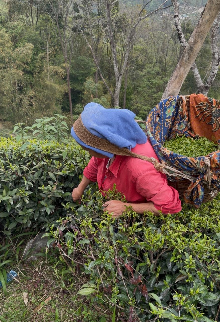 A tea picker carefully harvesting leaves from a verdant hillside tea garden