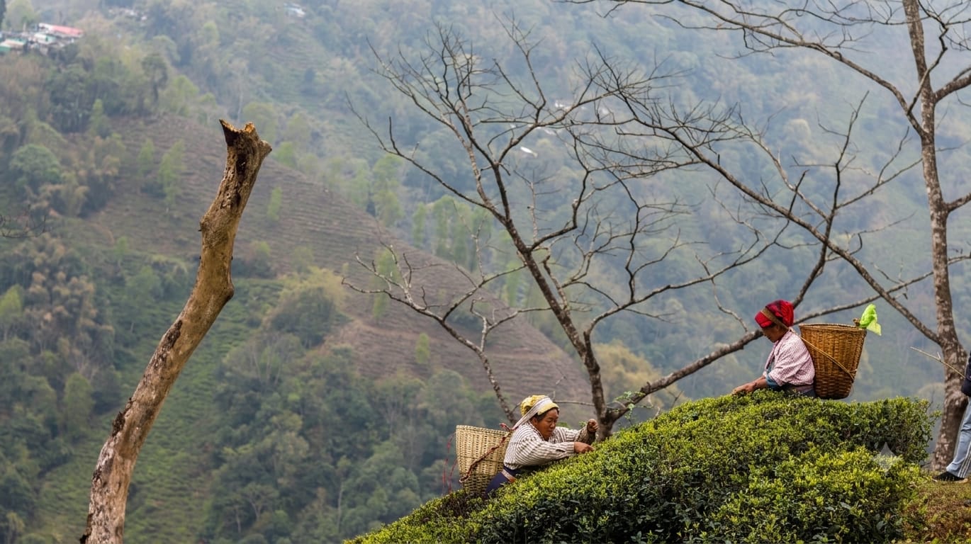 Tea pickers harvesting leaves on a Darjeeling hillside